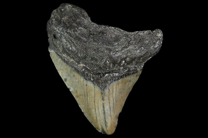 Bargain, Fossil Megalodon Tooth - North Carolina #91679